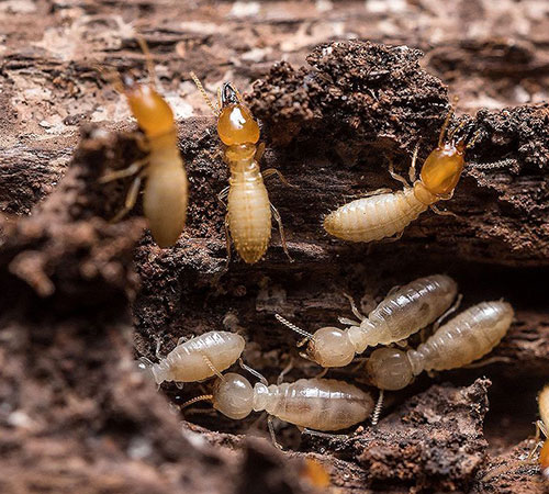 Traitement de charpente contre les termites à Aigremont dans les Yvelines 78